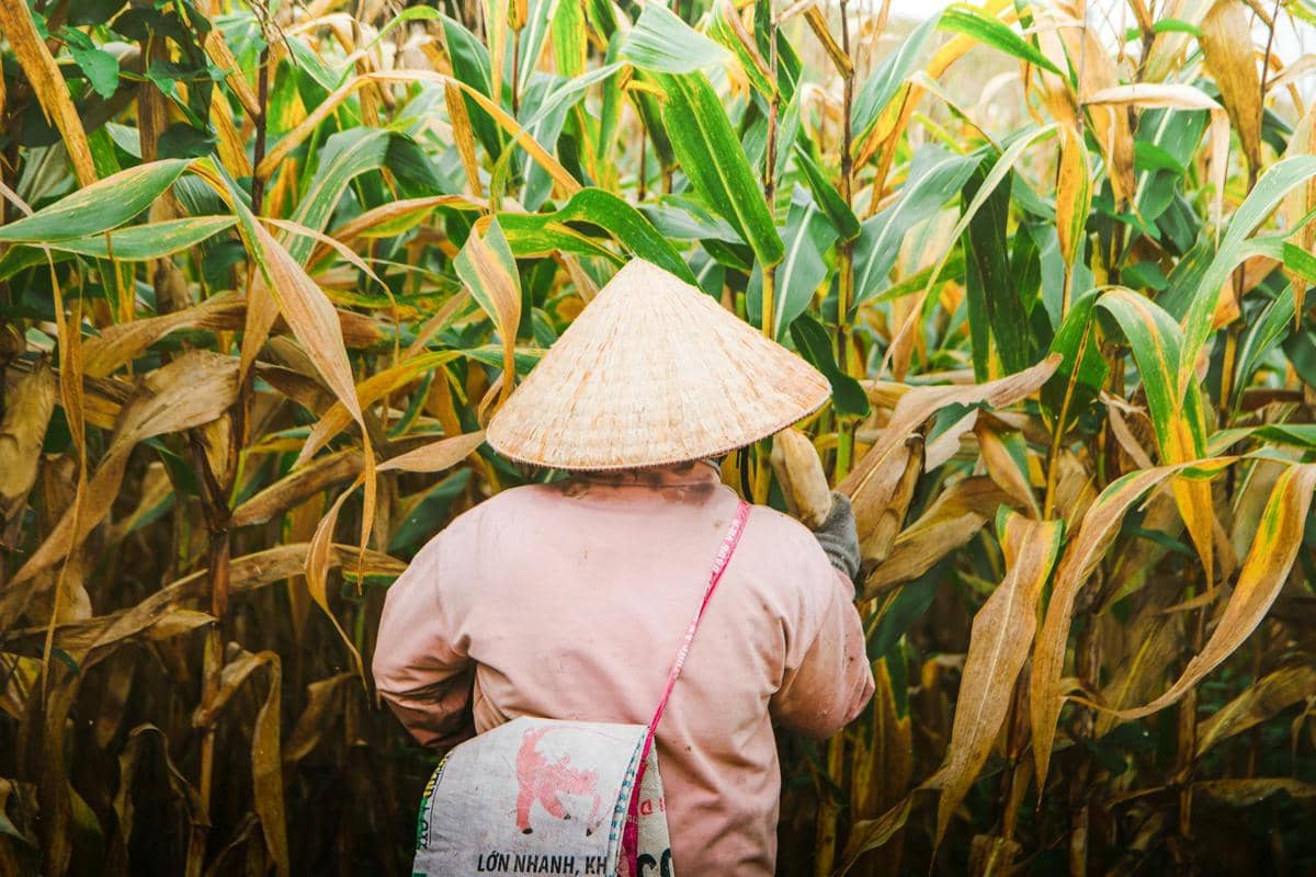 ilustrasi tanaman jagung