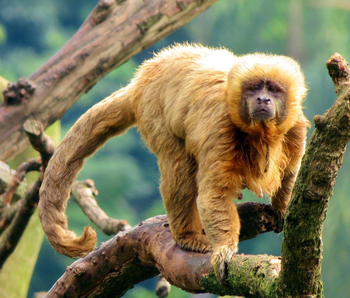 Blond Capuchin