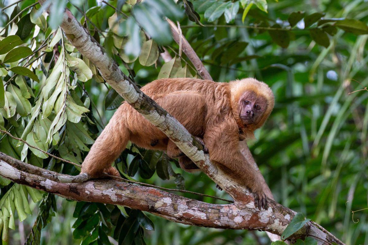 Blond Capuchin