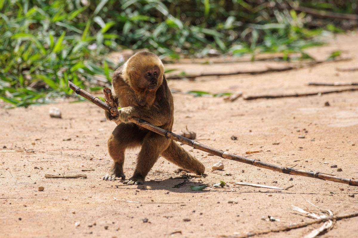 Blond Capuchin