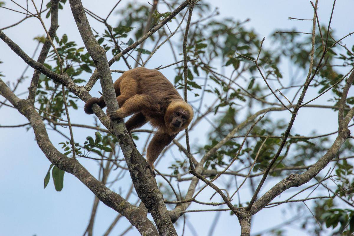 Blond Capuchin