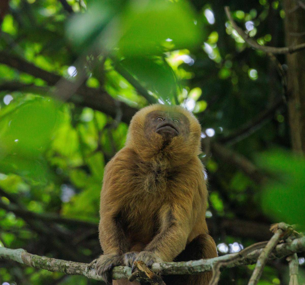 Blond Capuchin