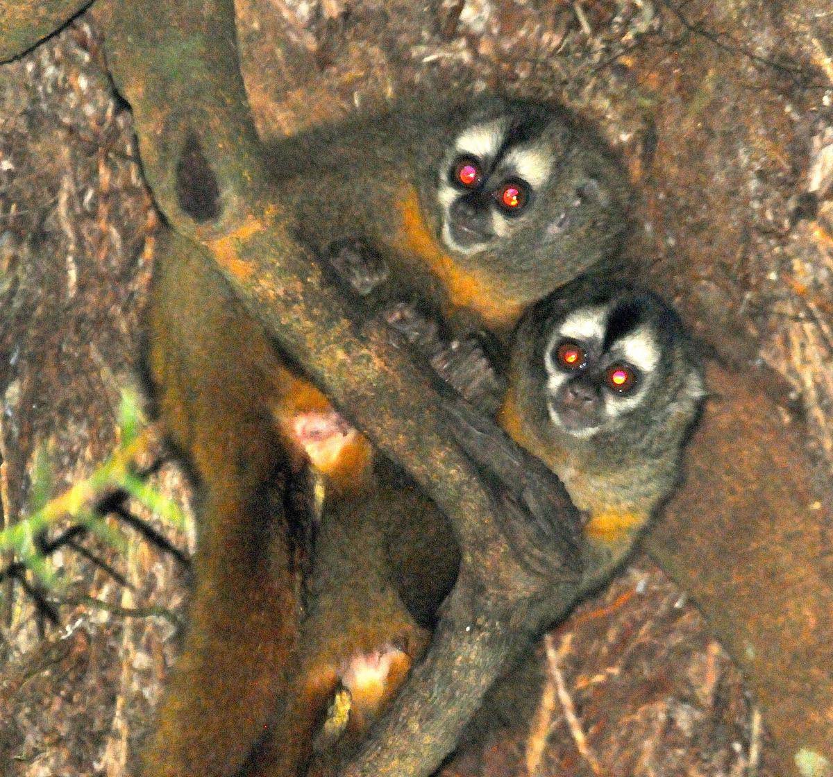 Andean Night Monkey