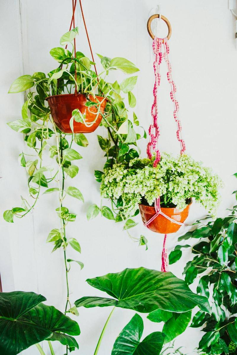 Tanaman pot gantung (pexels.com/Regina Pivetta)