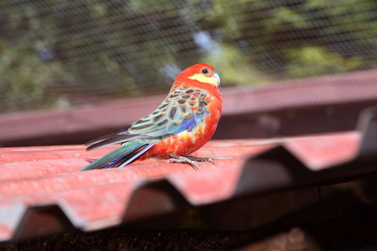 Rosella Barat