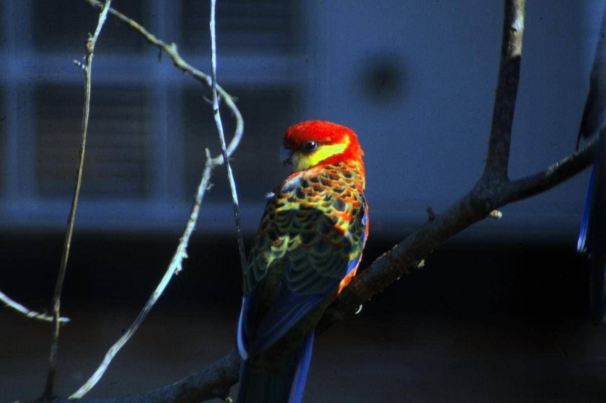Rosella Barat