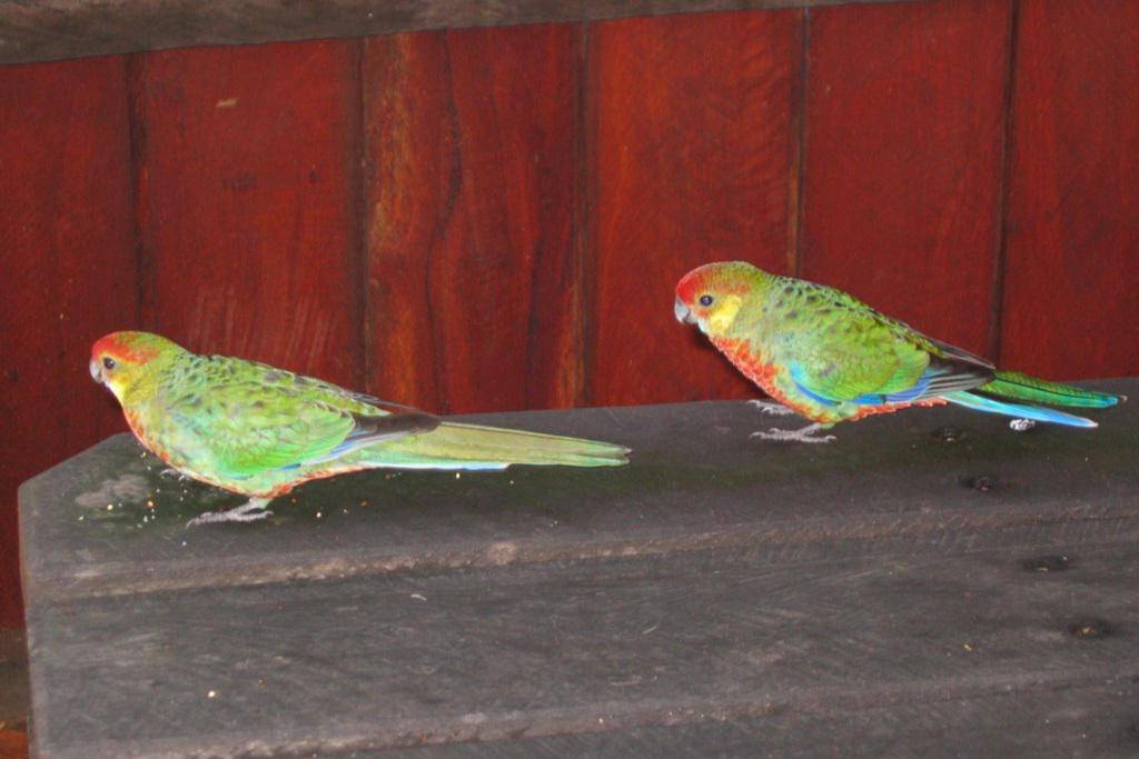 Rosella Barat