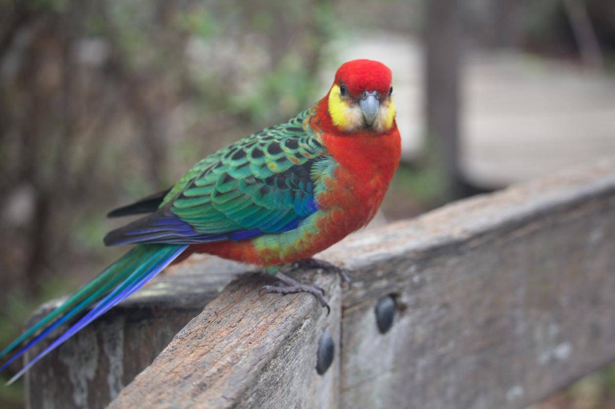 Rosella Barat