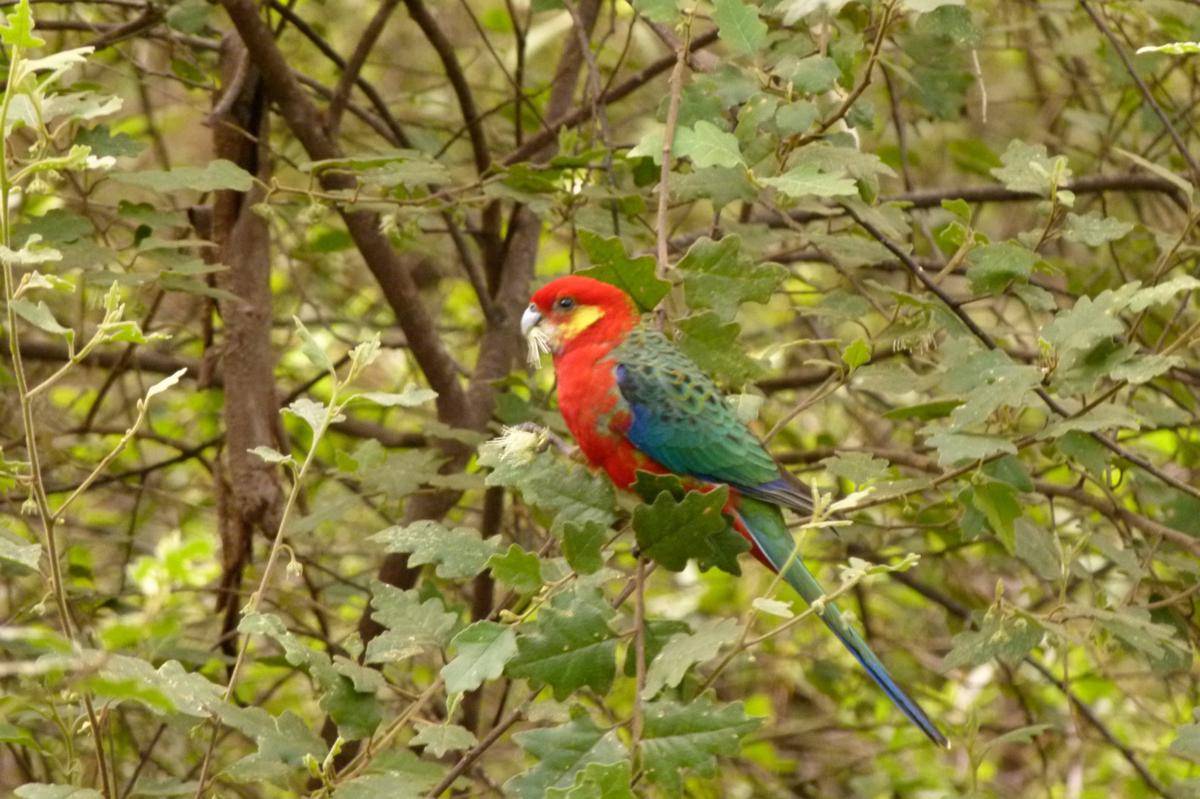 Rosella Barat