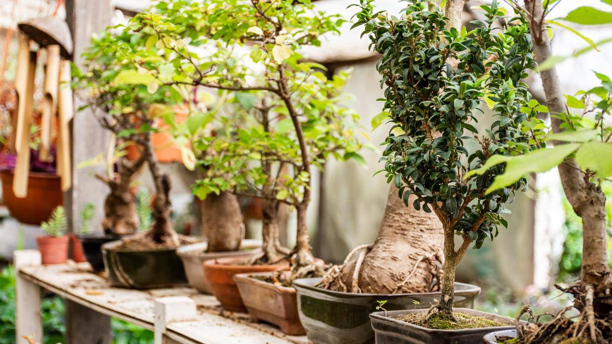 Ilustrasi tanaman bonsai (Freepik.com/ Freepik)
