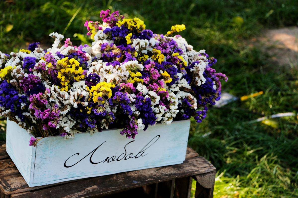 Lavender