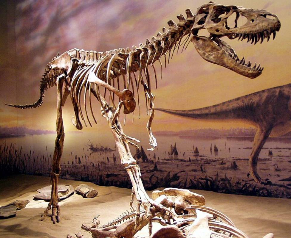 ilustrasi Gorgosaurus