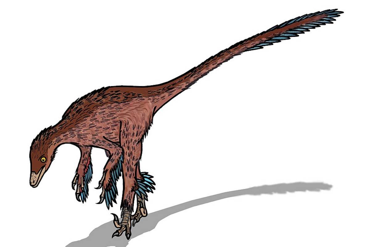 ilustrasi Troodon formosus 