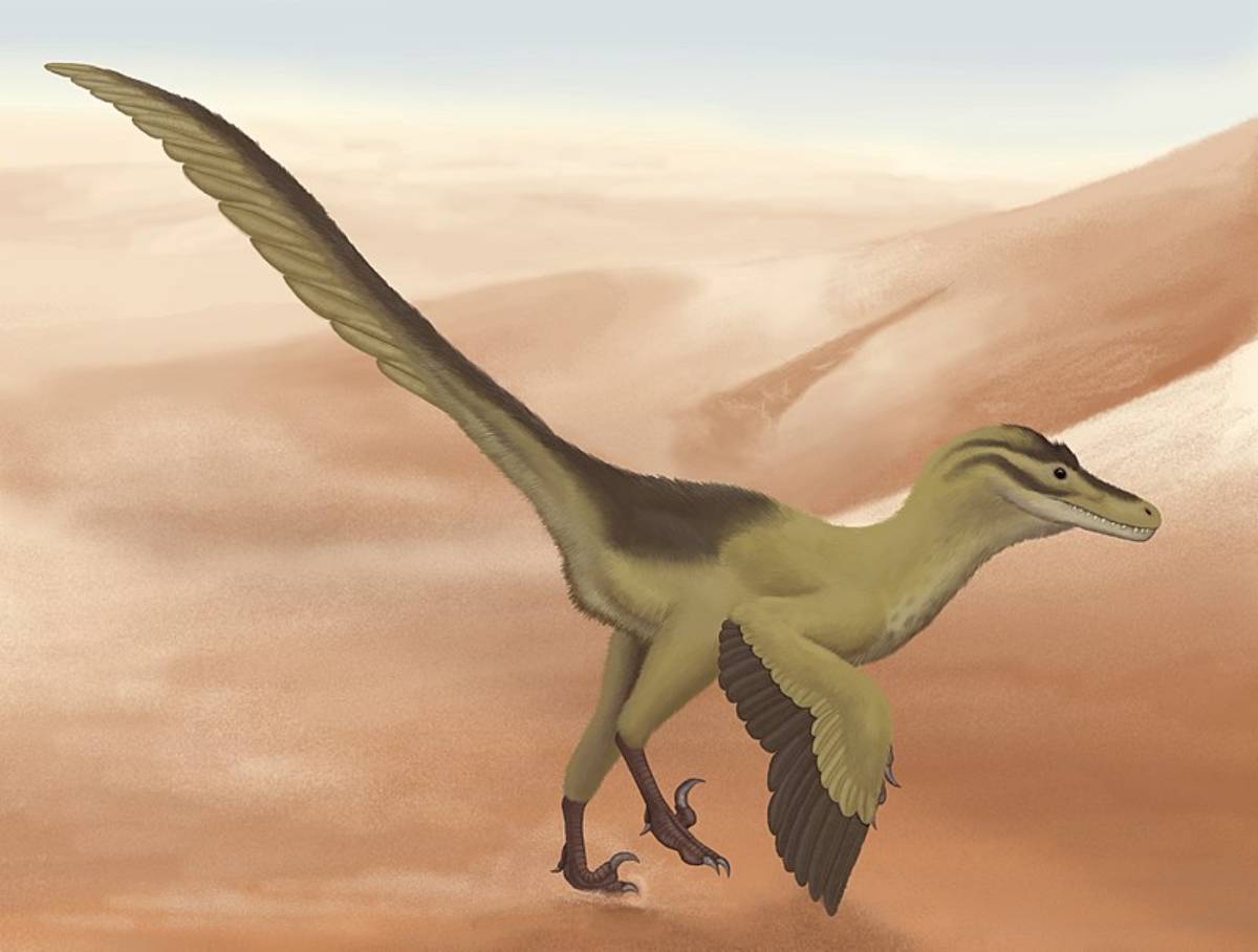 Velociraptor mongoliensis.