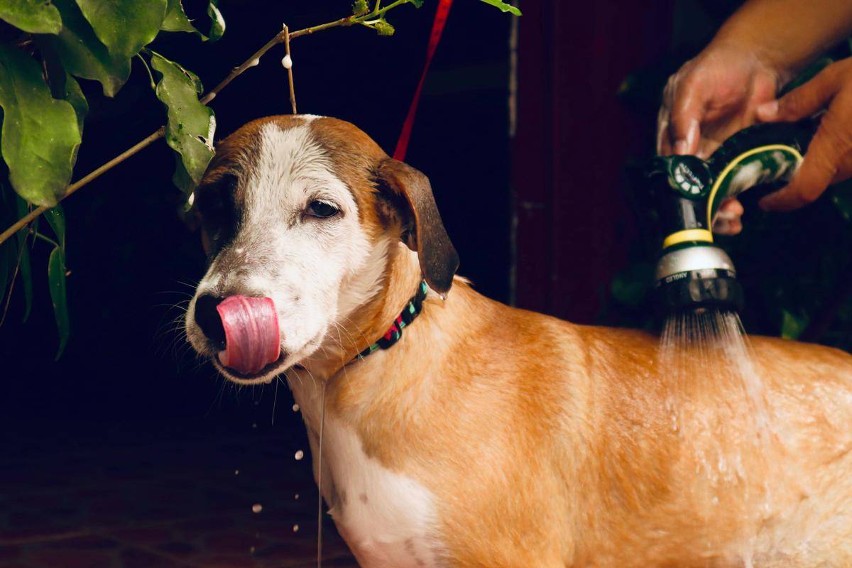 ilustrasi memandikan anjing peliharaan (pexels.com/Sunday Bueno)