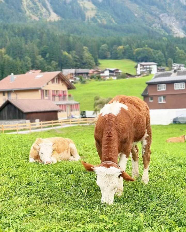 potret pemandangan di Swiss