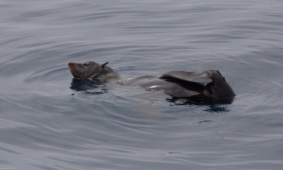 anjing laut bulu guadalupe beristirahat di tengah laut
