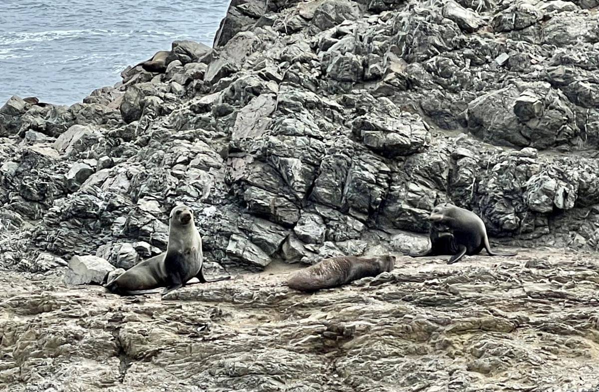 kelompok kecil anjing laut bulu guadalupe