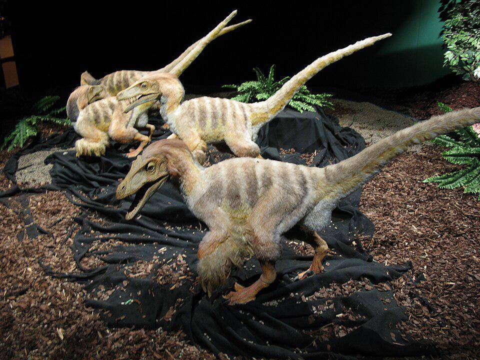 Velociraptor menjadi salah satu dinosaurus tercepat di bum