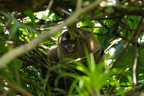 Andean Night Monkey