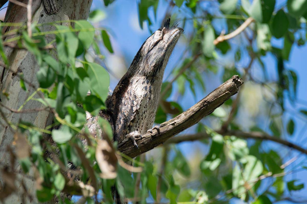 Tawny Frogmouth
