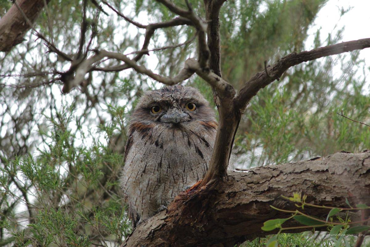 Tawny Frogmouth