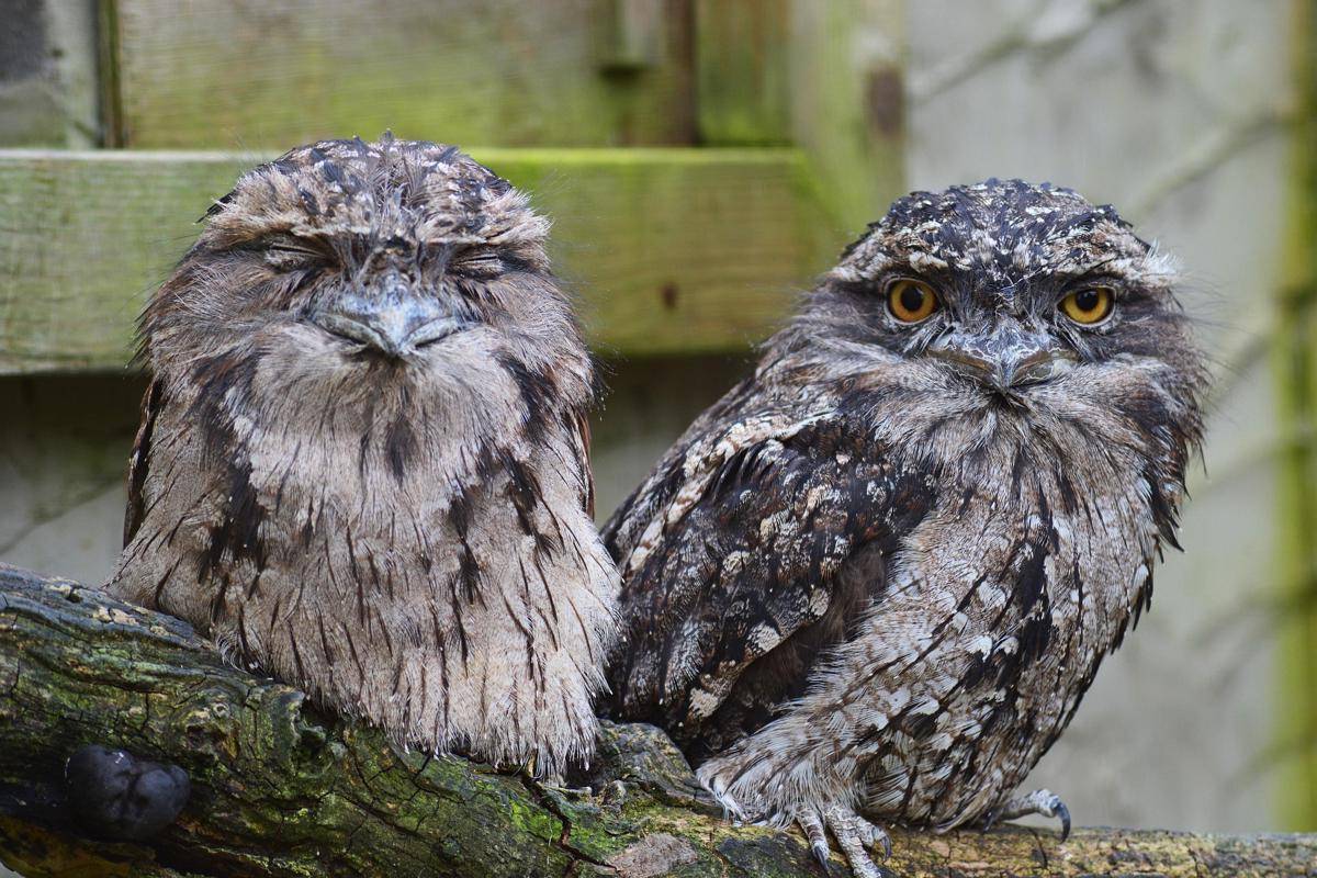 Tawny Frogmouth