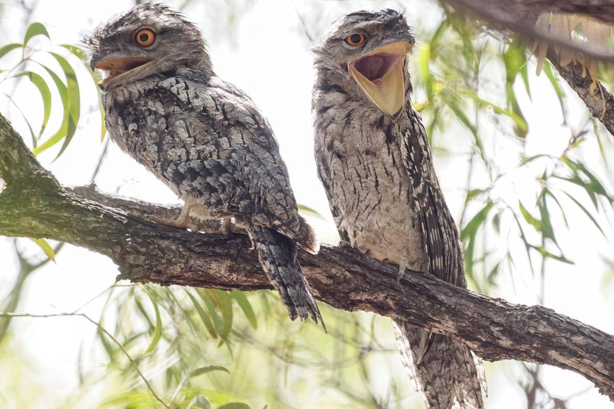 Tawny Frogmouth