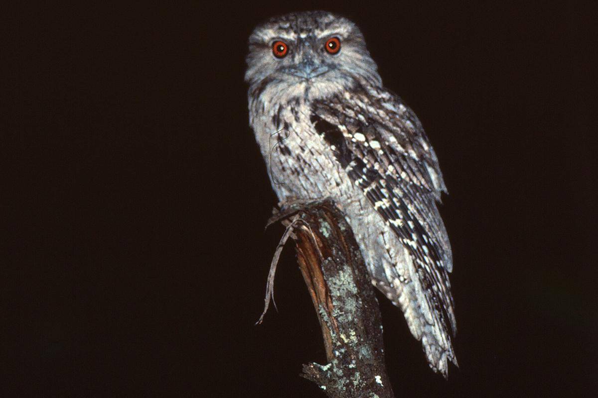 Tawny Frogmouth