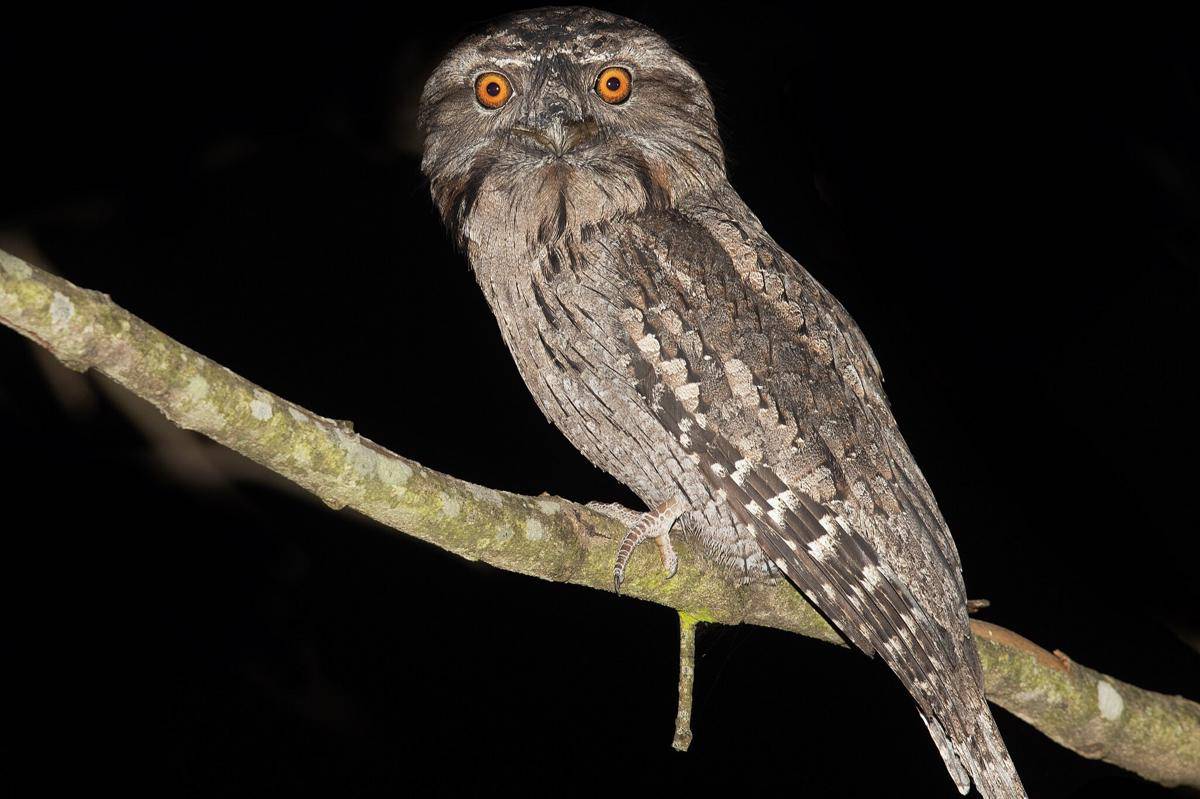 Tawny Frogmouth