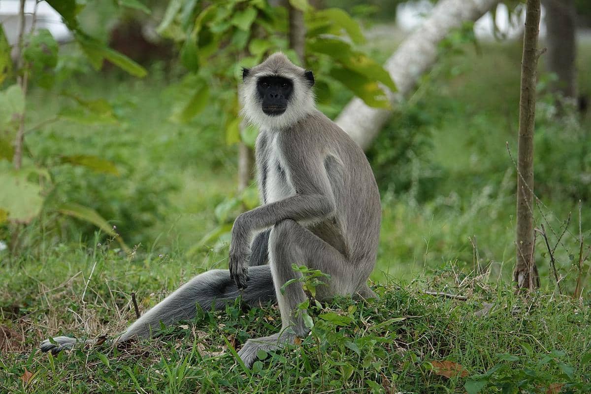 langur kelabu jambul