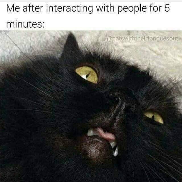 meme kucing tentang introver