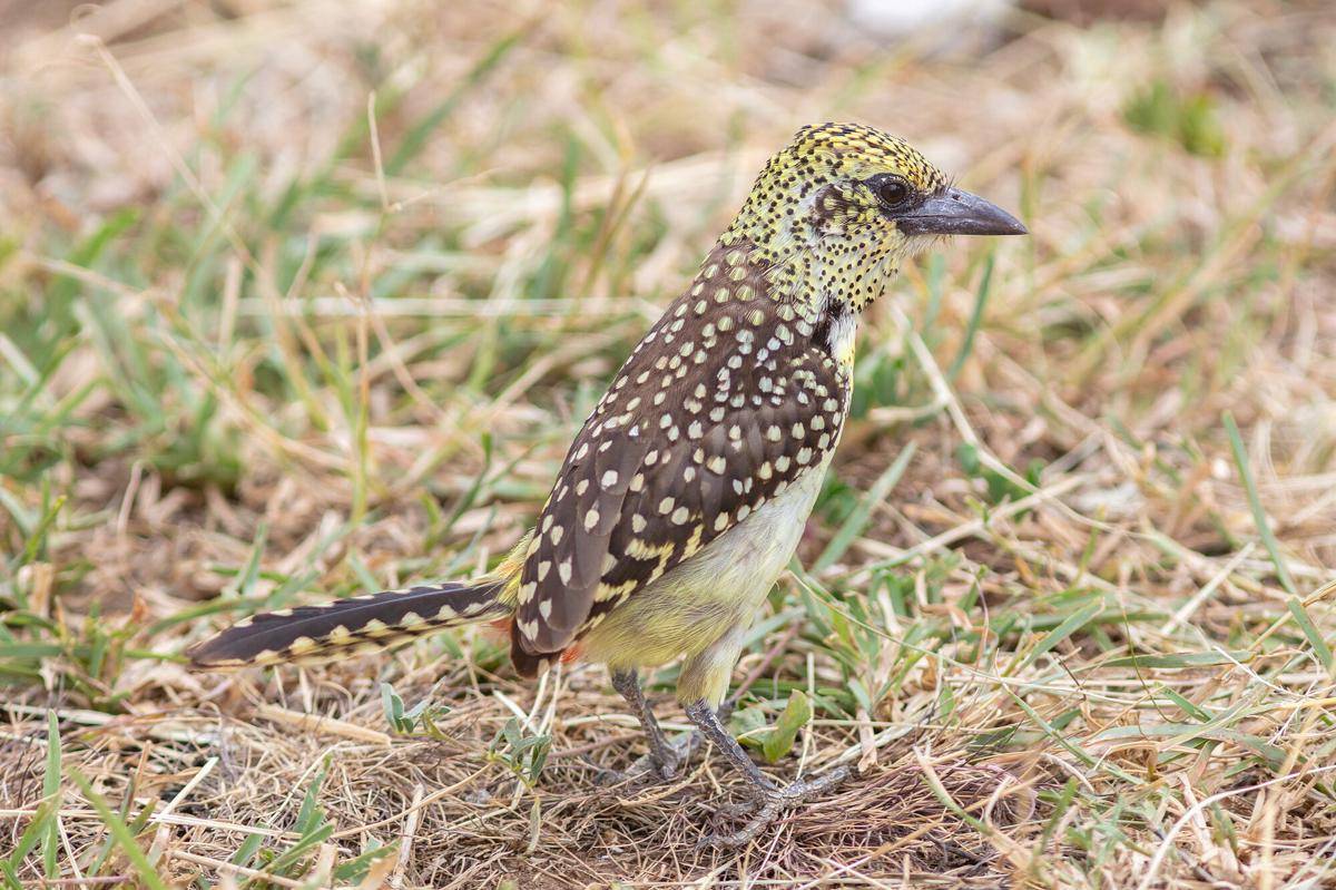 Red and Yellow Barbet