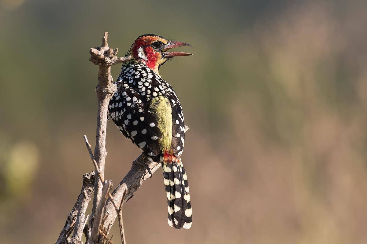 Red and Yellow Barbet