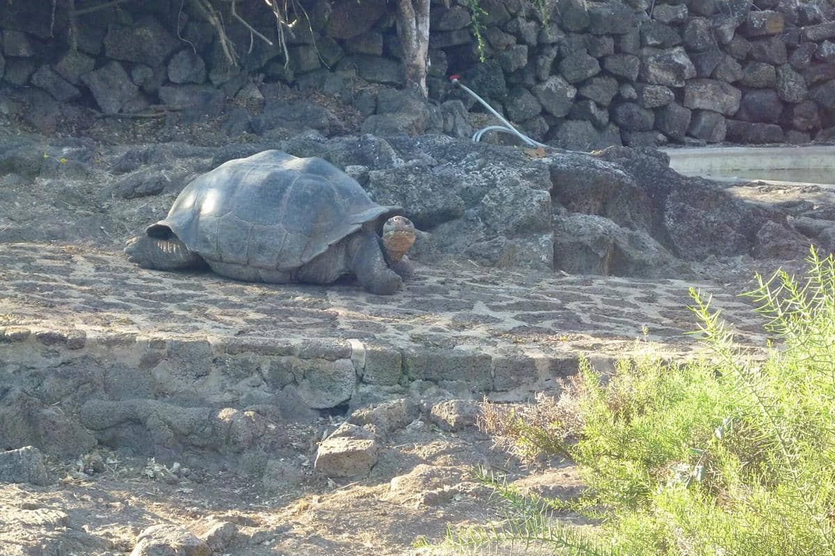 Kura-kura di Kepulauan Galapagos, Ekuador
