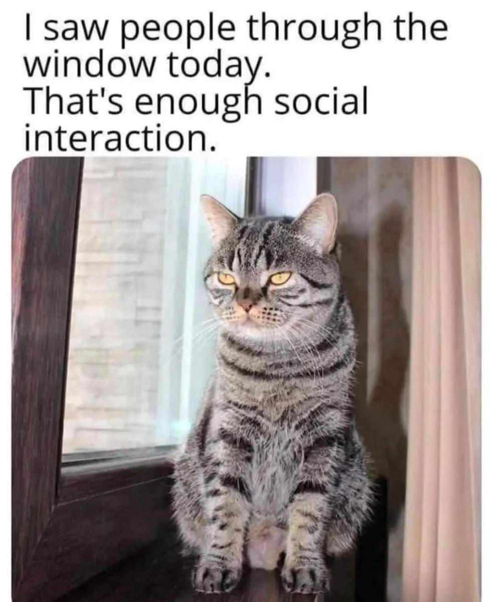 meme kucing tentang introver