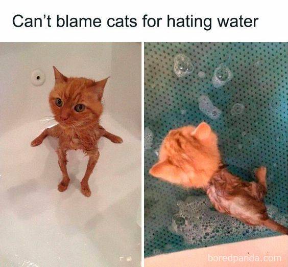 meme kucing dan air