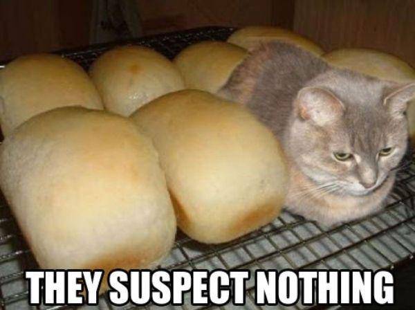 meme kucing gemoi