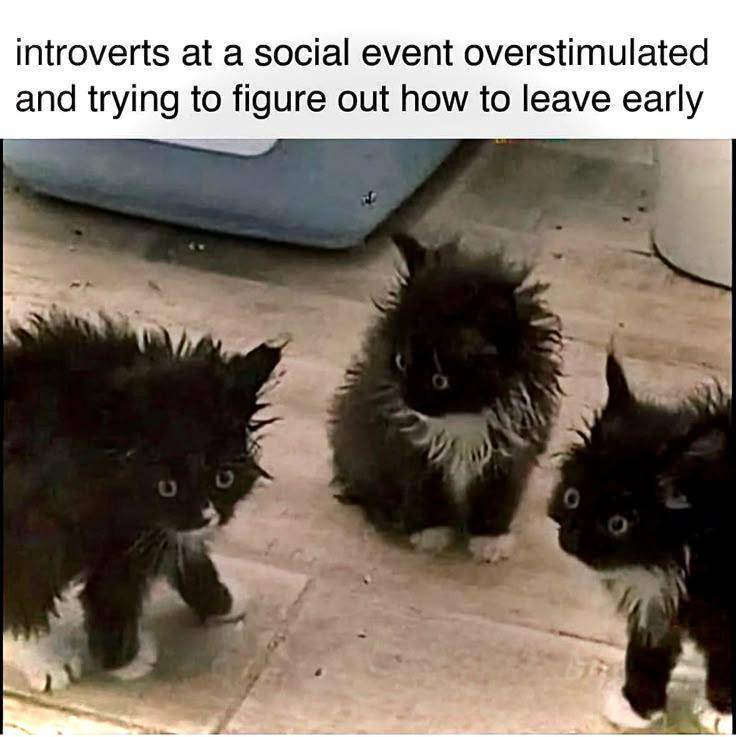 meme kucing tentang introver