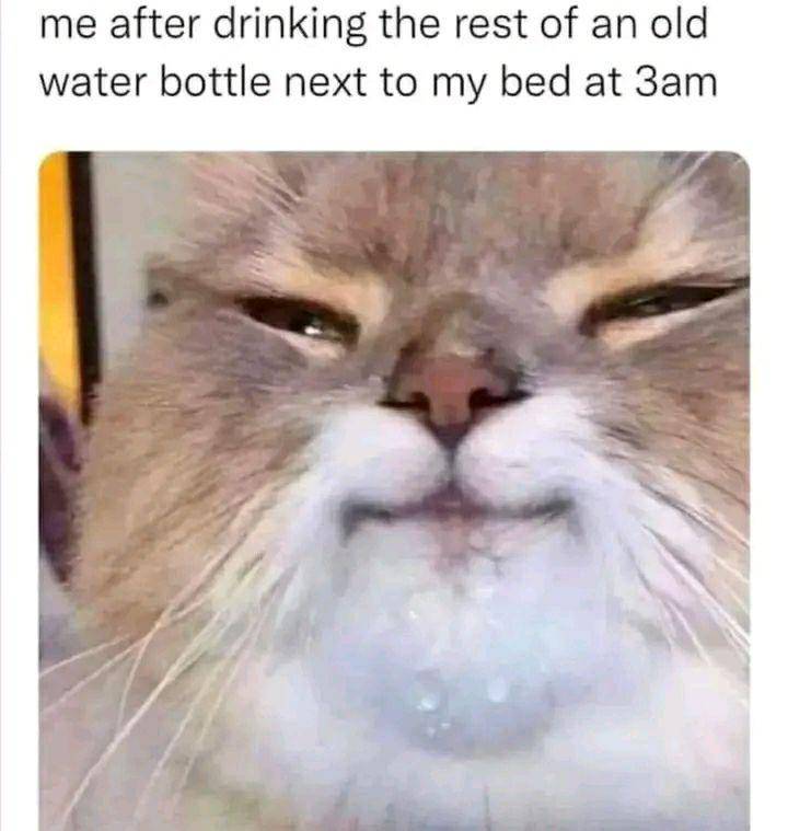 meme kucing dan air