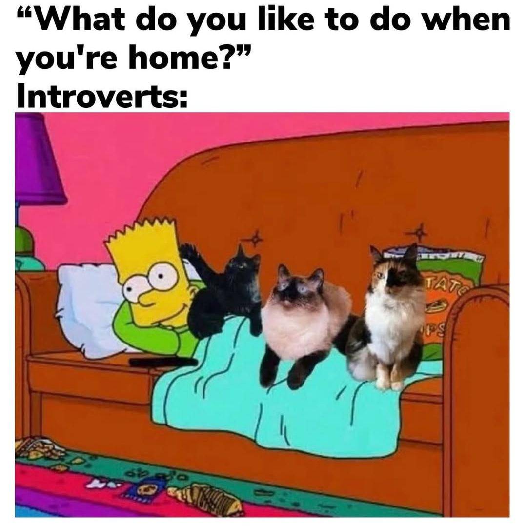 meme kucing tentang introver