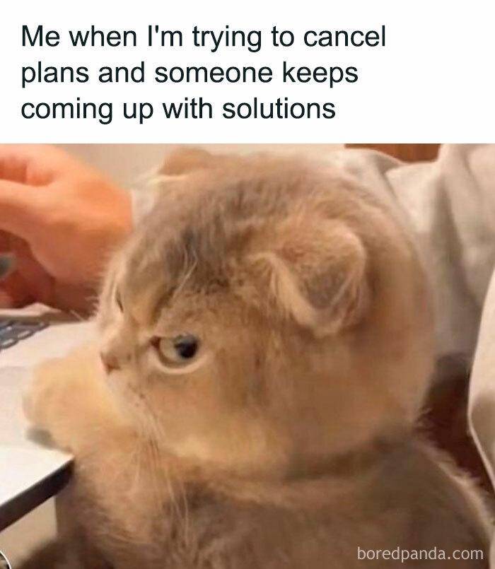 meme kucing tentang introver