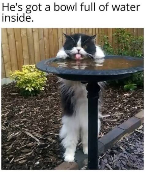 meme kucing dan air