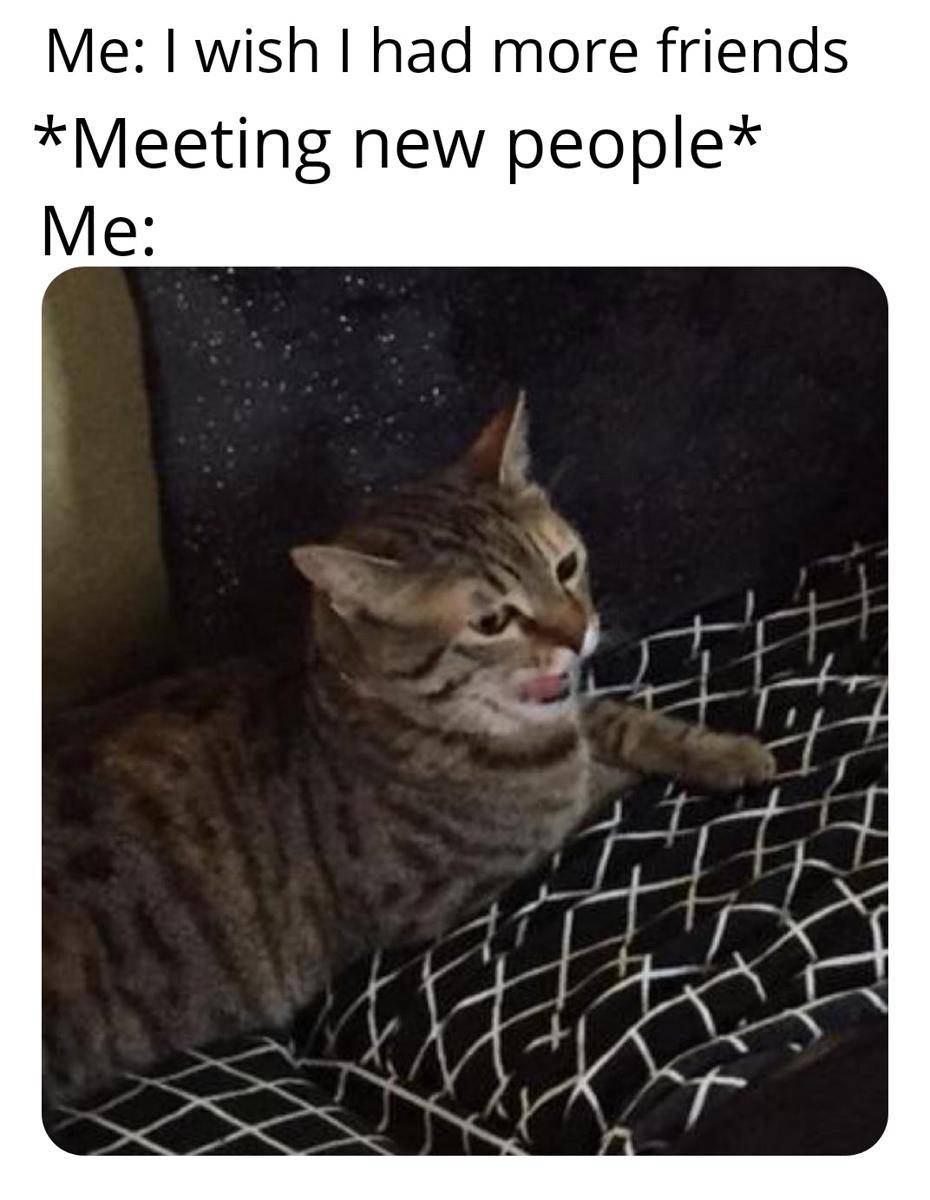 meme kucing tentang introver