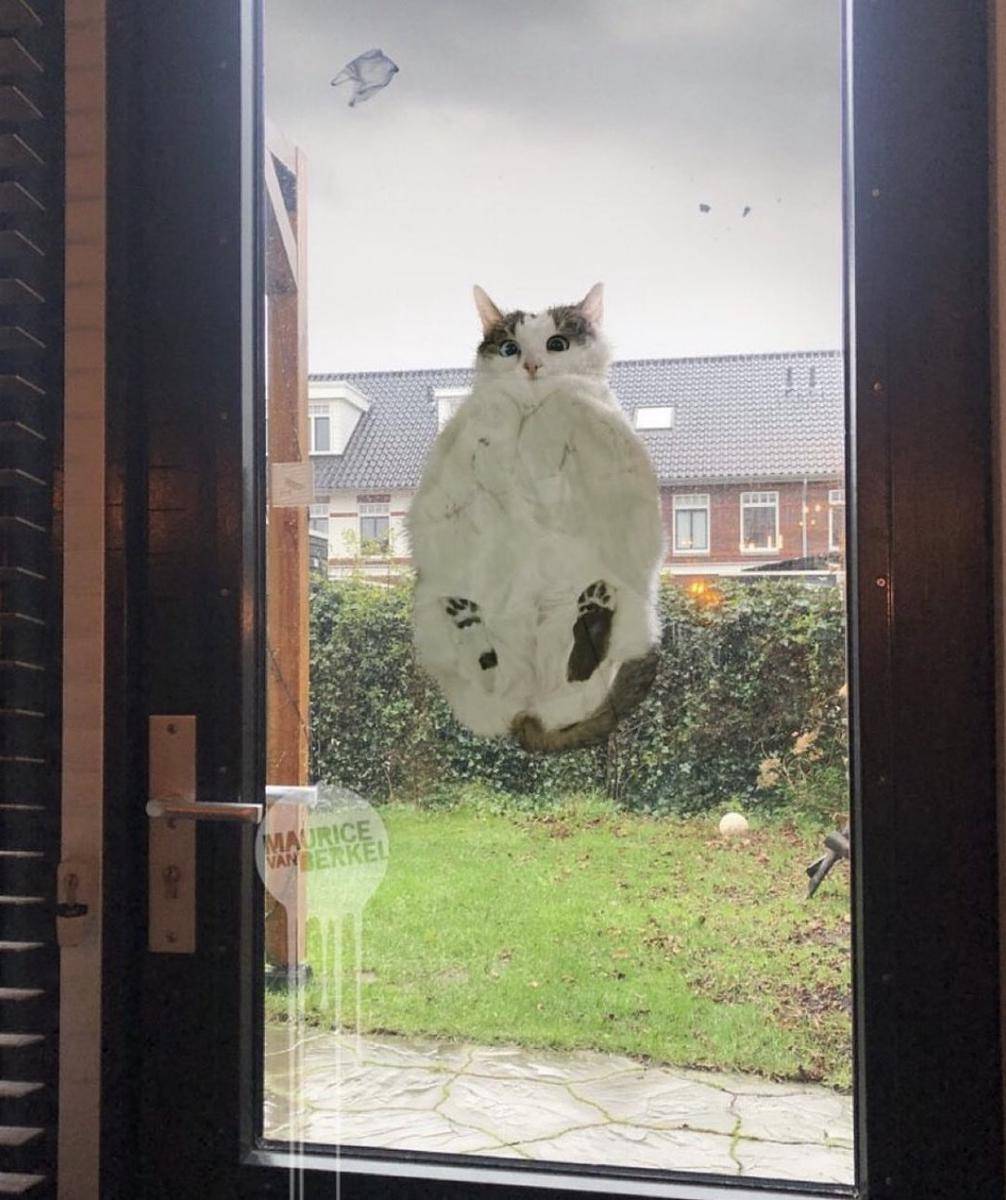 meme kucing gemoi