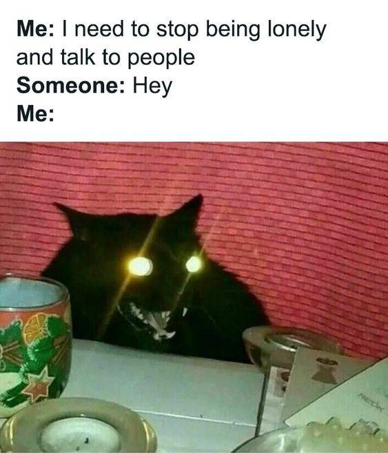 meme kucing tentang introver