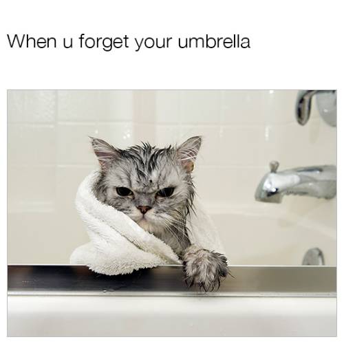 meme kucing dan air