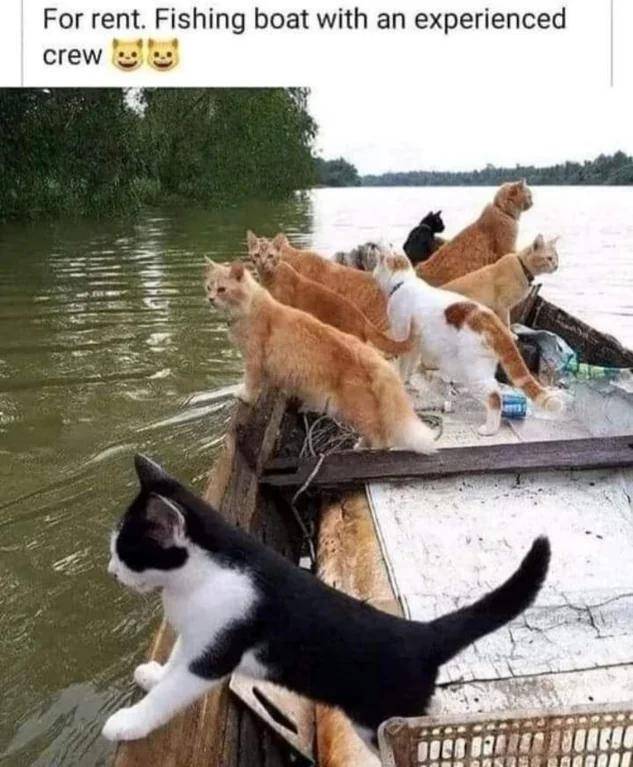 meme kucing dan air