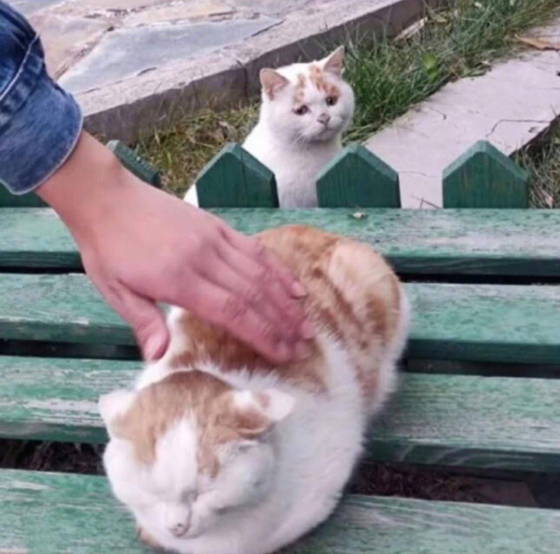 meme kucing gemoi