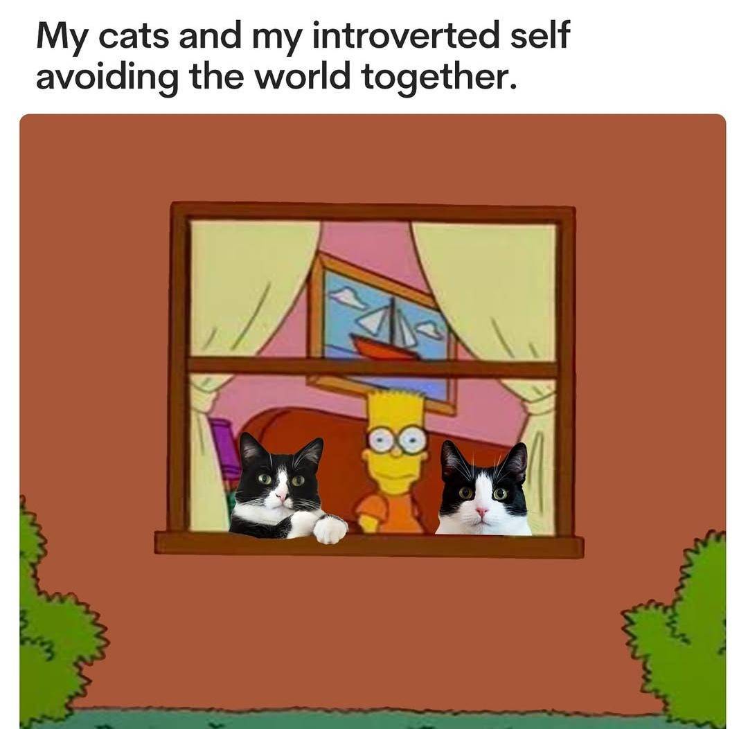 meme kucing tentang introver